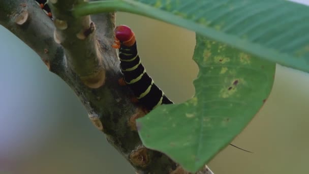 Frangipani Hornworm Caterpillar Сбор Пищи Коста Рика — стоковое видео