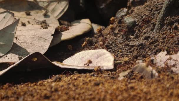 Μυρμήγκια Φύλλων Που Εργάζονται Μαζί Άγρια Ζωή Στην Κόστα Ρίκα — Αρχείο Βίντεο