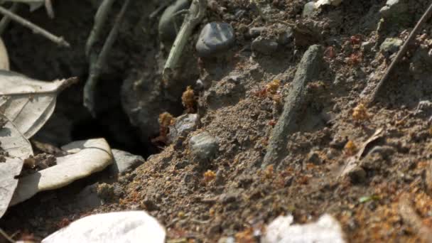 Formigas Cortadeiras Trabalhando Juntas Vida Selvagem Costa Rica — Vídeo de Stock