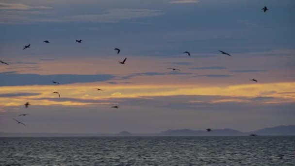 Brązowe Pelikany Nad Powierzchnią Wody Kostaryka — Wideo stockowe