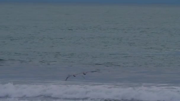 Brown Pelicans Πάνω Από Την Επιφάνεια Του Νερού Κόστα Ρίκα — Αρχείο Βίντεο