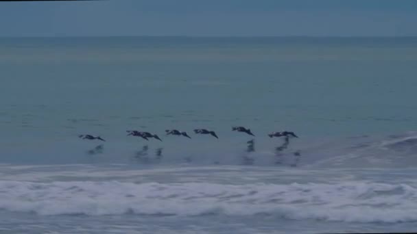 Brown Pelicans Πάνω Από Την Επιφάνεια Του Νερού Κόστα Ρίκα — Αρχείο Βίντεο