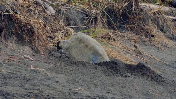 Θαλάσσια Χελώνα Leatherback Που Σέρνεται Πίσω Στον Ωκεανό Κόστα Ρίκα — Αρχείο Βίντεο