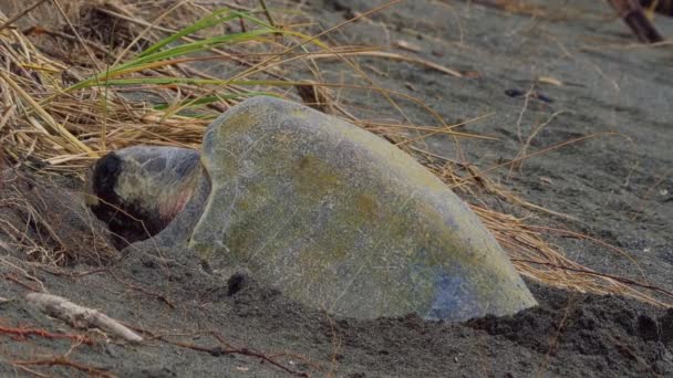 Leatherback Sea Turtle Crouching Back Ocean Kostarika — Stock video