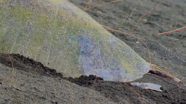 Leatherback Deniz Kaplumbağası Okyanusa Çömelmiş Kosta Rika — Stok video