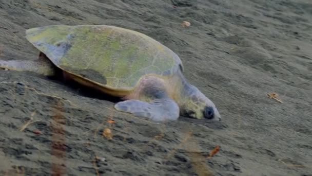 Θαλάσσια Χελώνα Leatherback Που Σέρνεται Πίσω Στον Ωκεανό Κόστα Ρίκα — Αρχείο Βίντεο