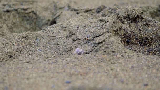 Μικρό Καβούρι Σέρνεται Μέσα Από Την Άμμο Κόστα Ρίκα — Αρχείο Βίντεο