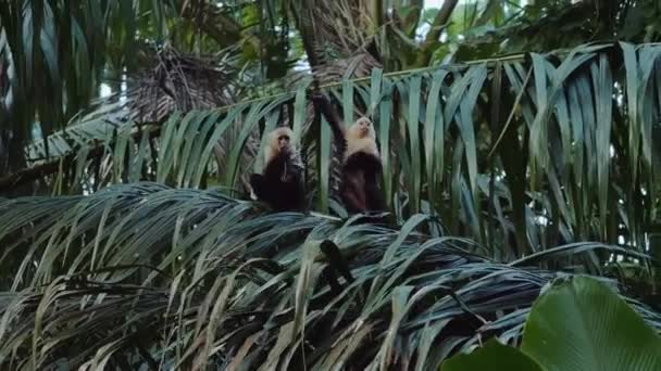 Beyaz Başlı Capuchin Kosta Rika Vahşi Yaşam — Stok video