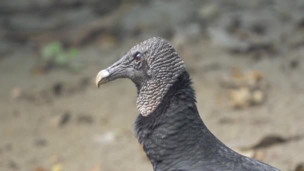 Wildlife Black Vulture Costa Rica — Stock video