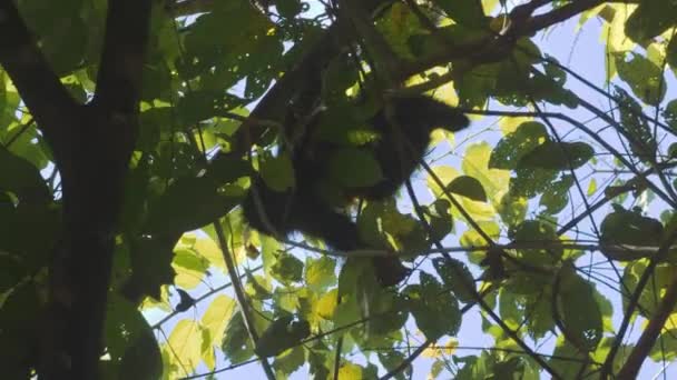 Kapucynka Białogłowa Kostaryka Dzika Przyroda — Wideo stockowe
