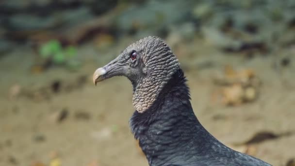 Wildlife Black Vulture Costa Rica — ストック動画