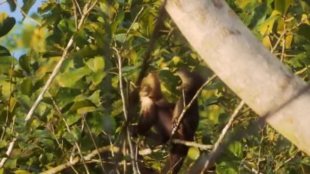 White Headed Capuchin Costa Rica Wildlife — Stock Video
