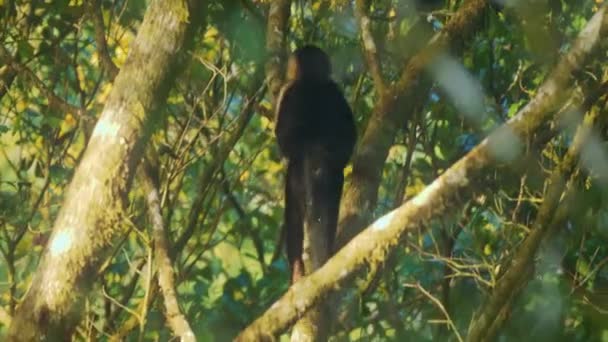 White Headed Capuchin Costa Rica Wildlife — Stock Video