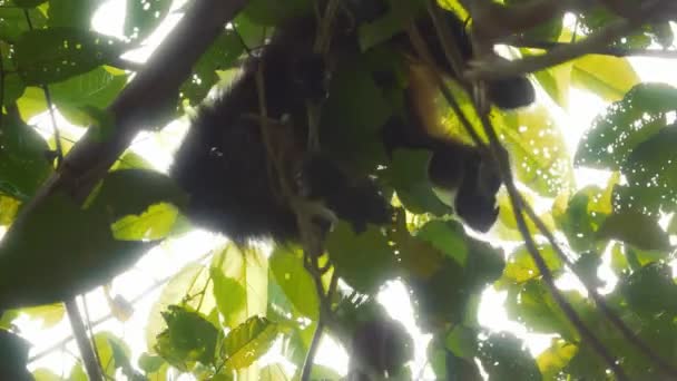 Capuchinho Cabeça Branca Costa Rica Vida Selvagem — Vídeo de Stock