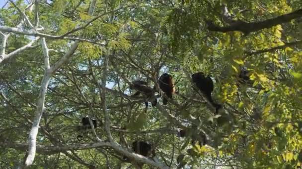 Wildlife Concept Background Howler Monkeys Trees Costa Rica — Vídeos de Stock