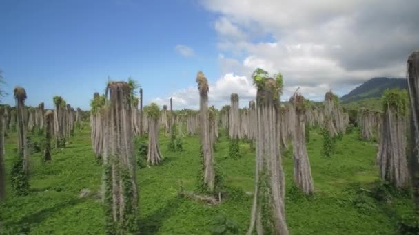 Όμορφη Εναέρια Άποψη Plantage Leafless Palms Κόστα Ρίκα — Αρχείο Βίντεο