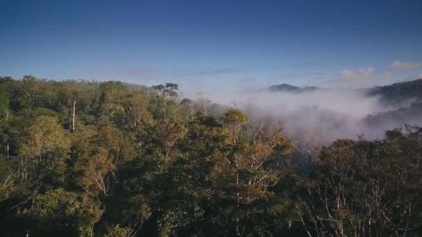 Film Lotu Ptaka Rezerwacie Forestal Golfo Dulce Kostaryka — Wideo stockowe