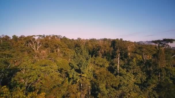 Aerial Video Rainforest Reserva Forestal Golfo Dulce Costa Rica Video Clip