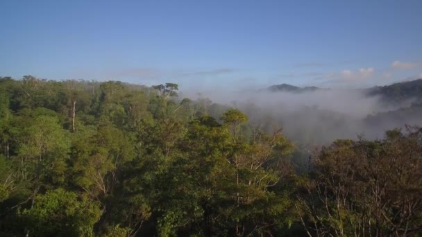 Aerial Video Rainforest Reserva Forestal Golfo Dulce Costa Rica — Stock Video