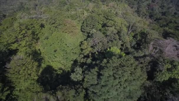 Orman Golfo Dulce Rezervi Hava Videosu Kosta Rika — Stok video