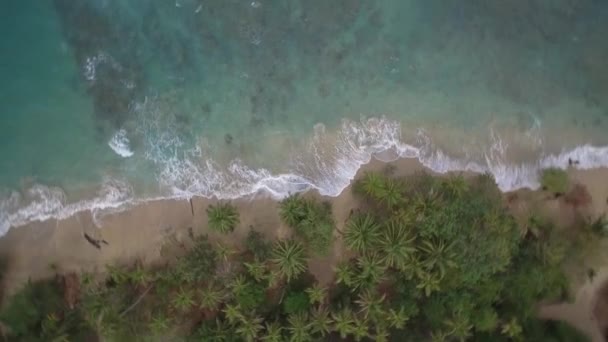 Aerial Drone View Punta Uva Cahuita Costa Rica — стокове відео