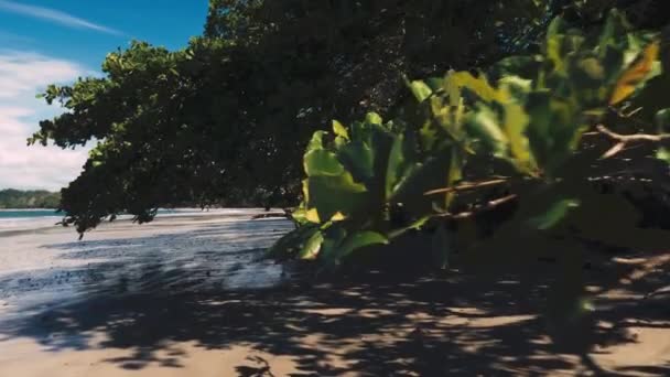 プラヤ マンザニロ コスタリカの美しい景色 — ストック動画