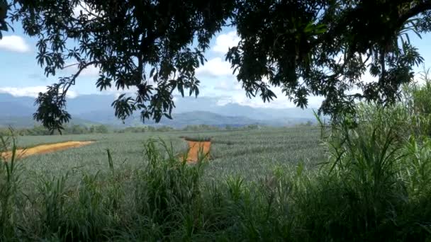 Beautiful View Costa Rica Highlands — Stock Video