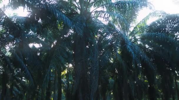 Palm Jungle Panorama Costa Rica — Stock videók