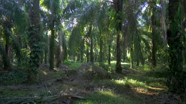 Palm Jungle Panorama Costa Rica — Video