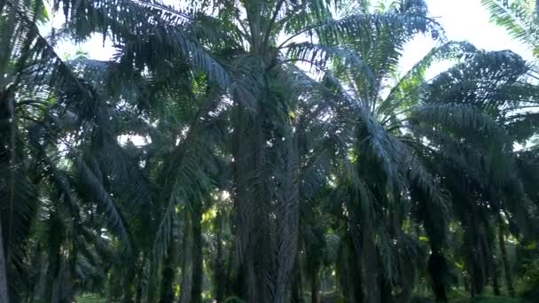 Palm Jungle Panorama Costa Rica — Αρχείο Βίντεο