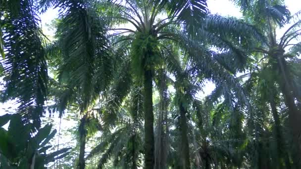 Palm Jungle Panorama Costa Rica — Stock videók
