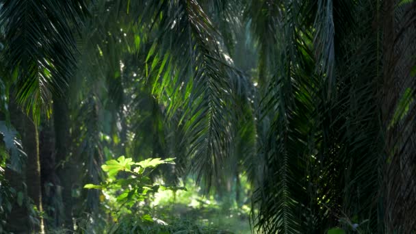 Deep Jungle Costa Rica — Vídeo de Stock
