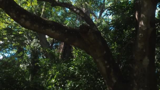 Deep Jungle Costa Rica — Vídeo de Stock