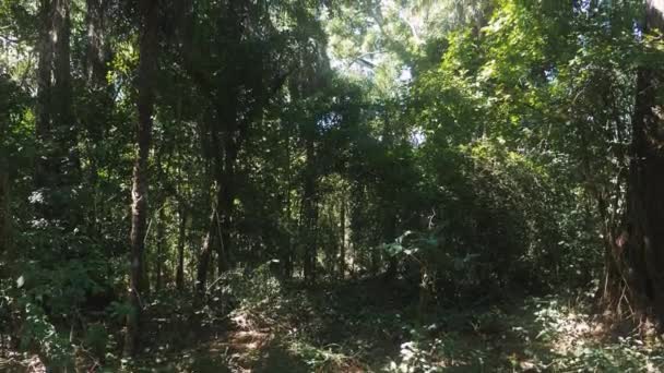 Deep Jungle Costa Rica — Stockvideo
