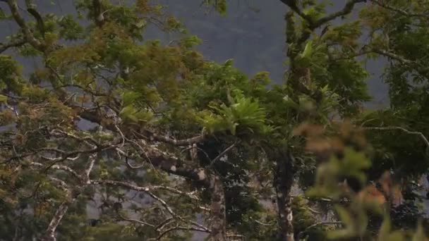Beautiful View Jungle Bushes Costa Rica Video Clip