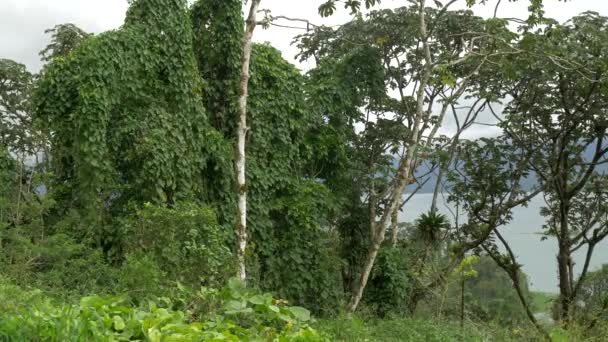 Piękny Widok Krzaki Dżungli Kostaryka — Wideo stockowe