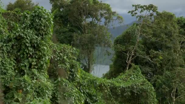 Bela Vista Dos Arbustos Selva Costa Rica — Vídeo de Stock