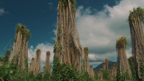 Плантация Мертвых Пальм Коста Рика — стоковое видео