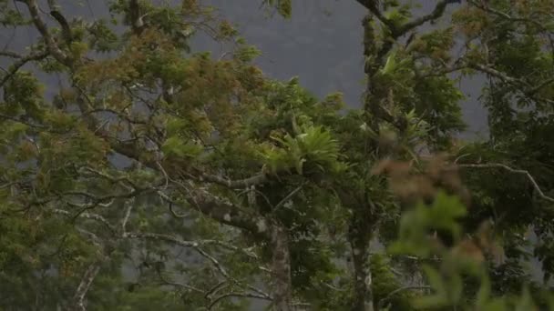 Beautiful View Jungle Bushes Costa Rica Stock Footage