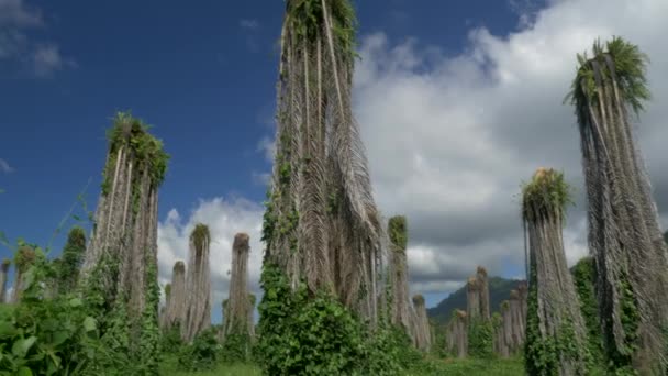 Plantation Dead Palms Costa Rica — Stock Video