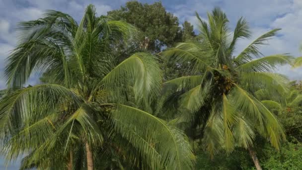 Hermosos Árboles Palmeras Costa Rica — Vídeo de stock