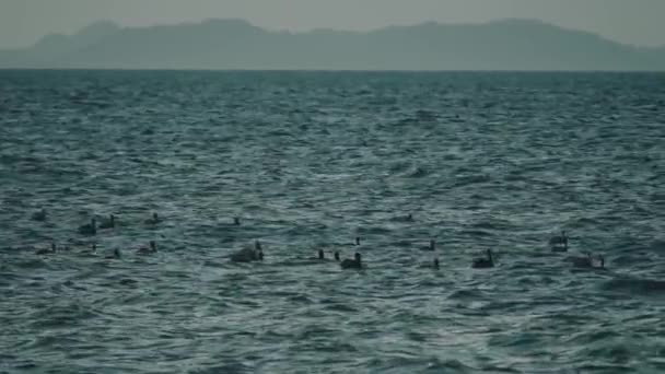 Pelícanos Marrones Sobre Océano Atardecer Costa Rica — Vídeo de stock
