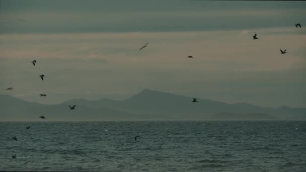Коричневые Пеликаны Покидают Океан Закате Коста Рика — стоковое видео