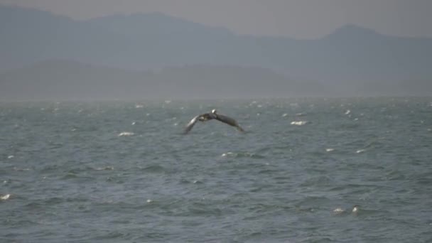 Brązowe Pelikany Nad Oceanem Zachodzie Słońca Kostaryka — Wideo stockowe