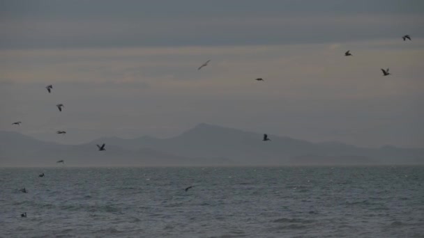 Brun Pelikaner Över Havet Vid Solnedgången Costa Rica — Stockvideo