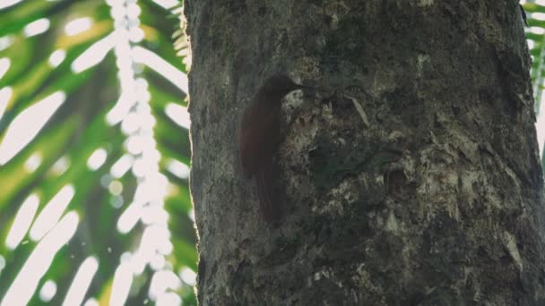 Маленькая Птица Кормящаяся Багажнике Коста Рика — стоковое видео