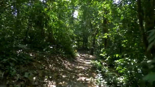 Marcher Jusqu Cascada Pavon Costa Rica — Video