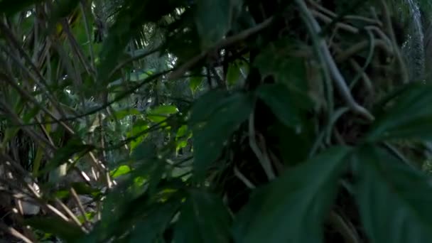 Lost Jungle Costa Rica — Vídeo de Stock
