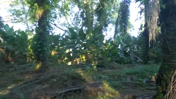Lost Jungle Costa Rica — Stockvideo