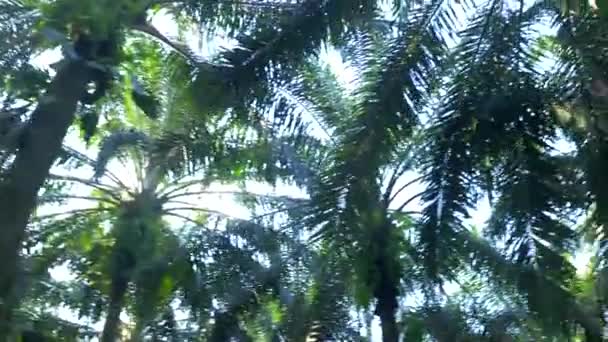 Lost Jungle Costa Rica — Stockvideo